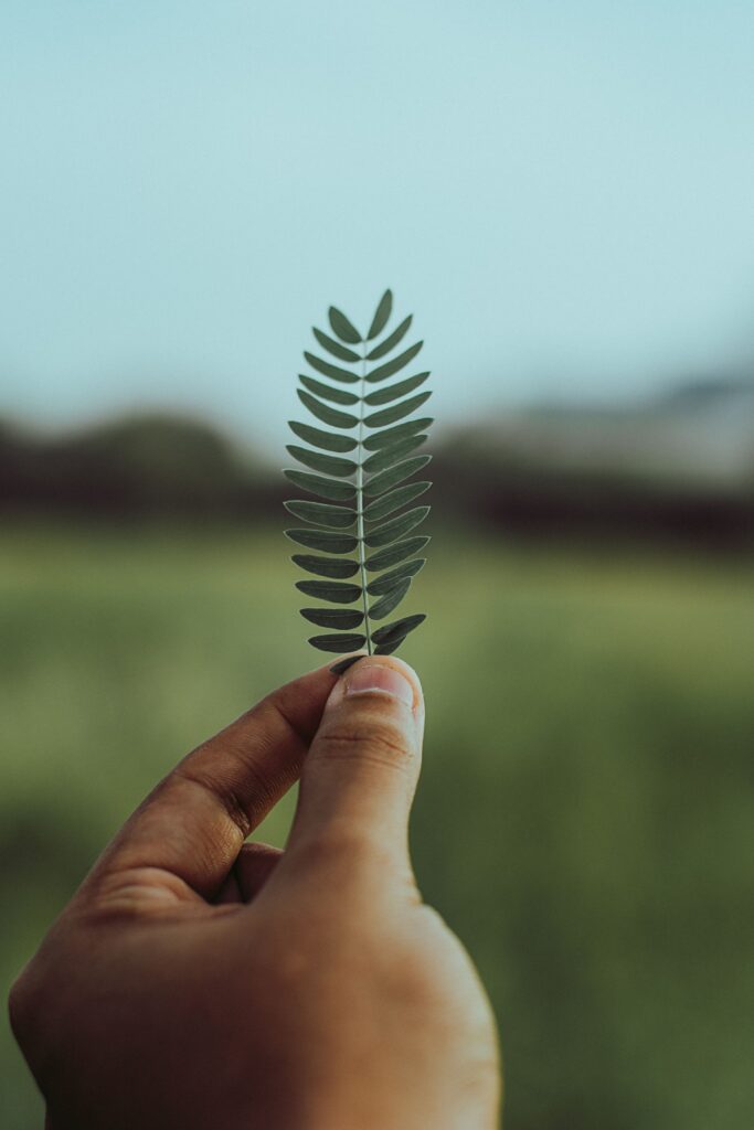 Macro shot of a hand holding a leaf outdoors against a blurred green background.